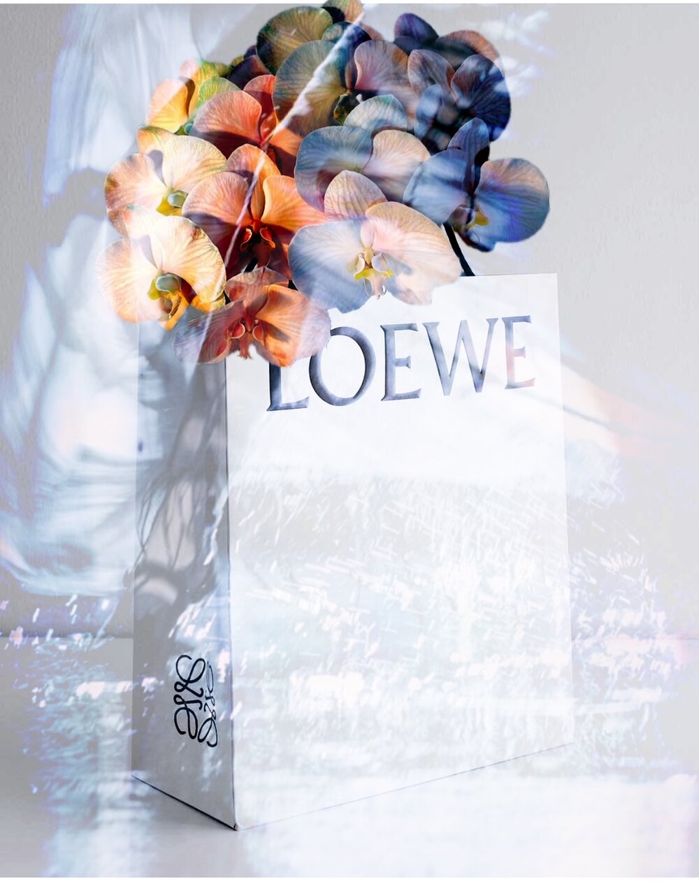 Loewe Bunch